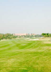 amata1 (2)